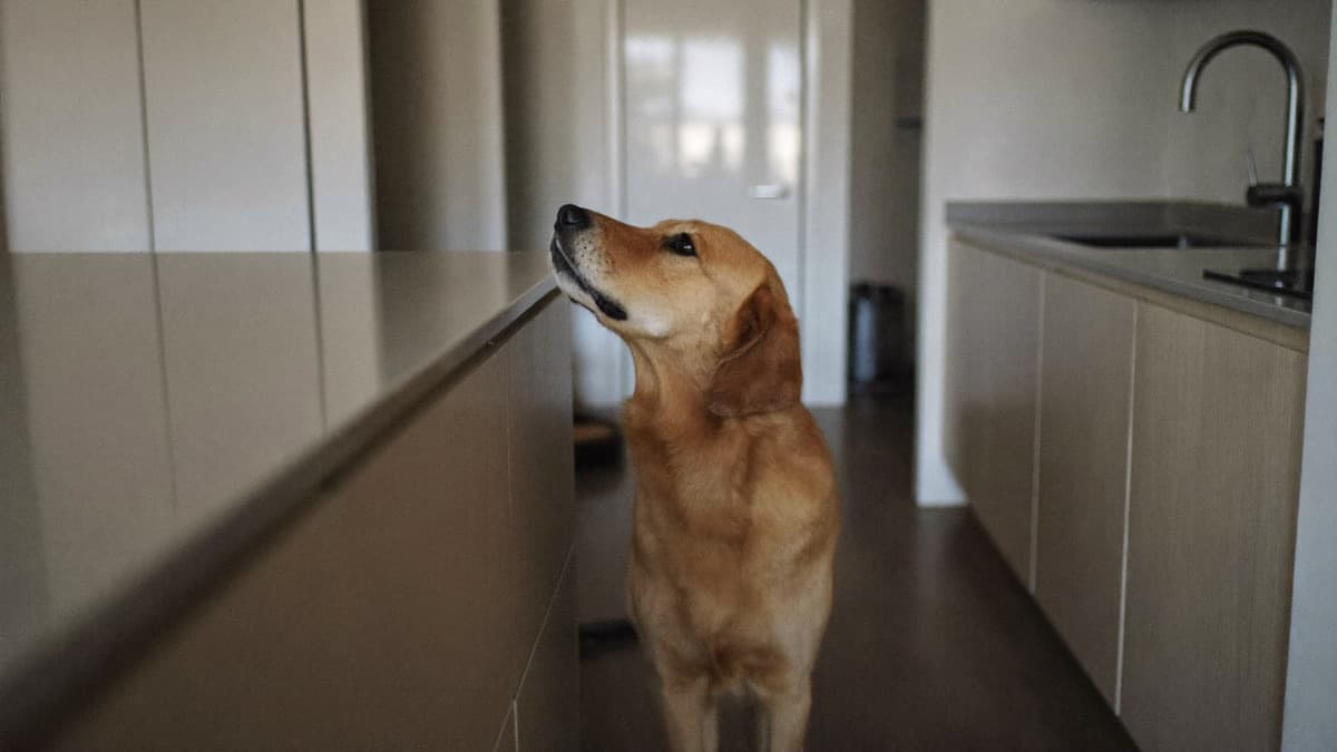 How to Stop Counter Surfing: Management First, Training Second