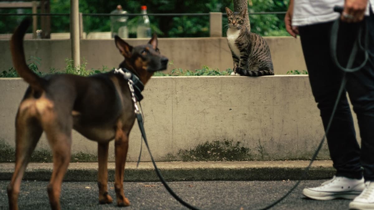 How to Stop a Dog Chasing Cats: Management First, Always