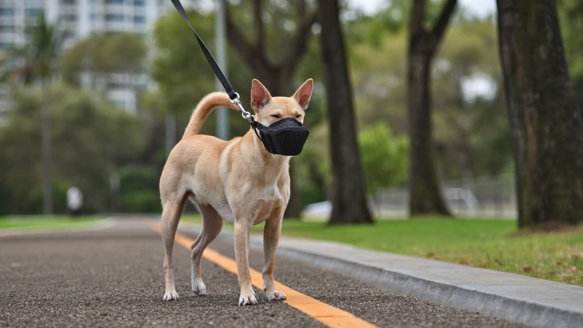 How to Stop Dog Scavenging: The Streetwise Survival Guide for SG & MY Dogs