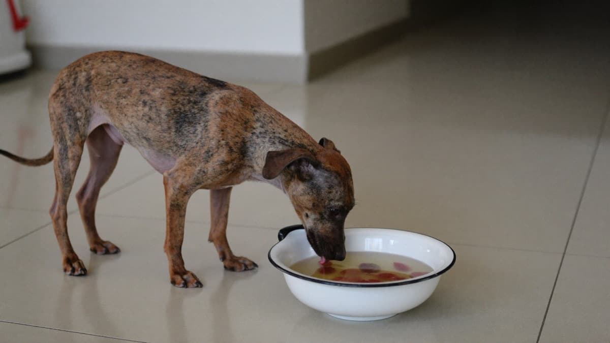 Kidney Disease in Dogs: The Silent One Worth Catching Early