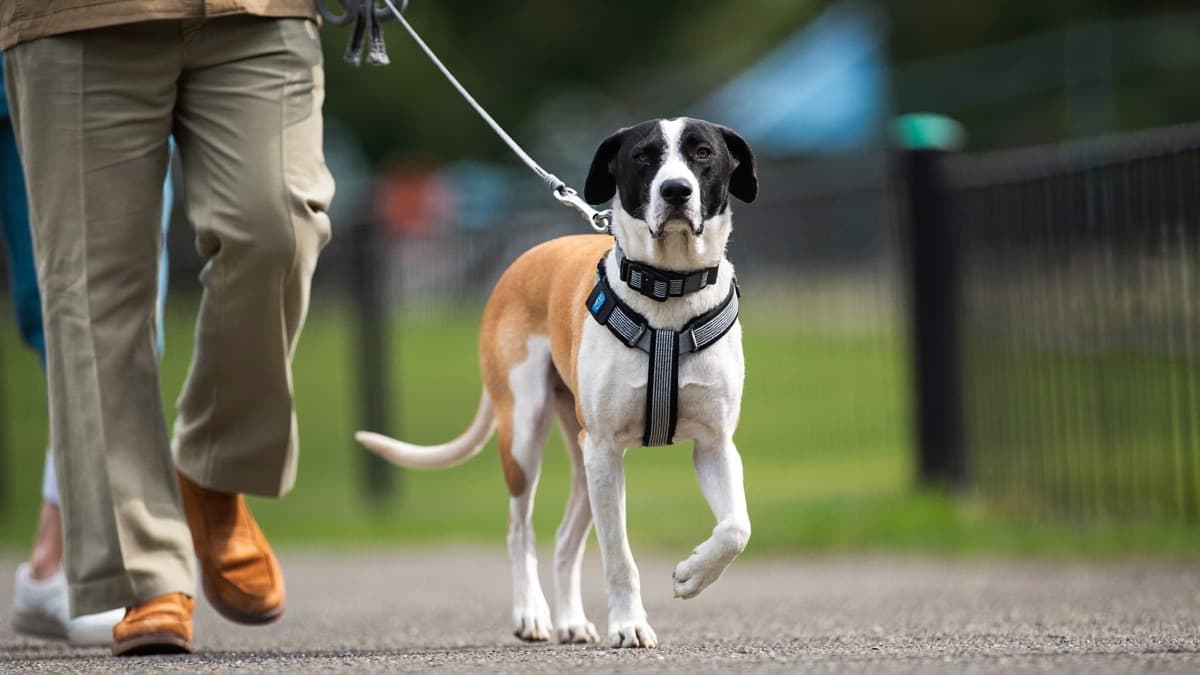 How to Stop a Dog Pulling on the Leash: Methods That Actually Work
