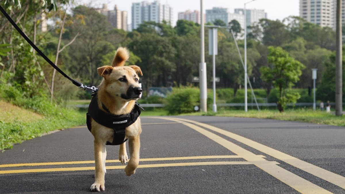 Leash Reactive Dog? Barking and Lunging at Other Dogs, Explained