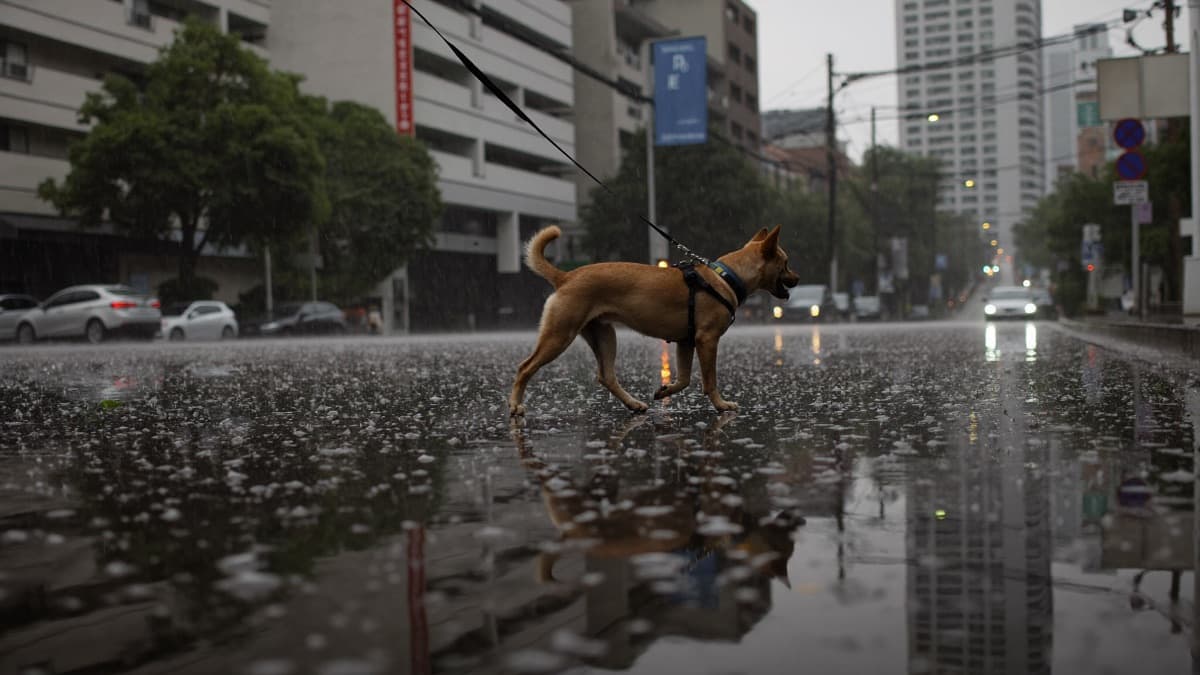 Leptospirosis in Dogs: The Monsoon-Season Disease to Know