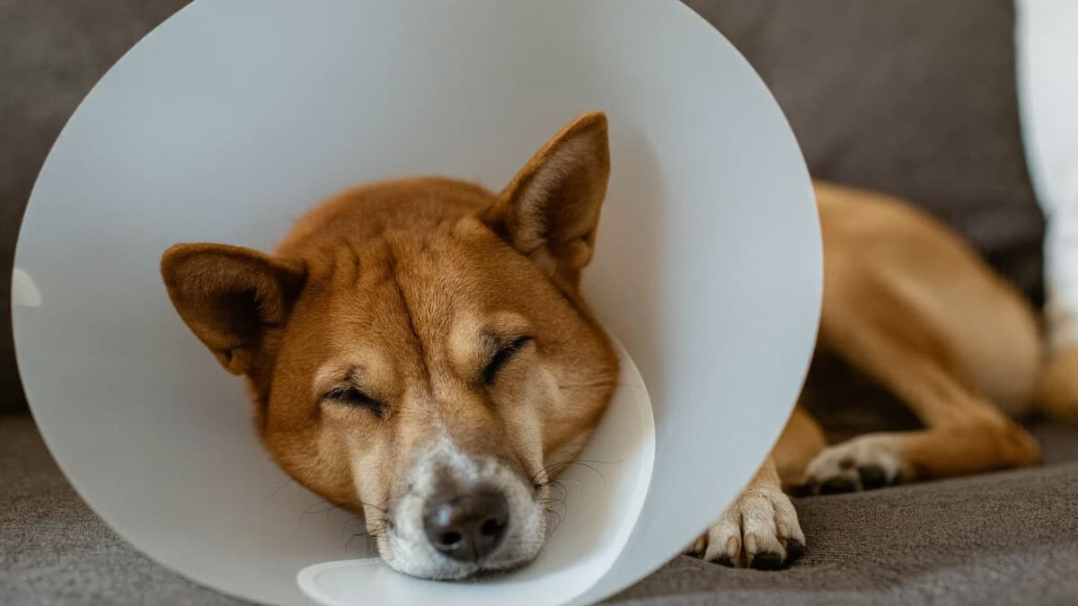 Pet Insurance in Singapore and Malaysia: Costs, Coverage, Worth It?
