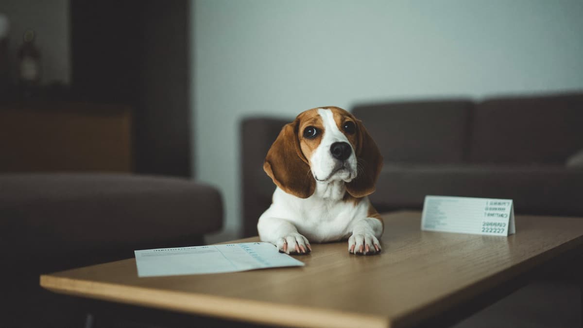 Pet Insurance Waiting Period Singapore: All 4 Plans (2026)