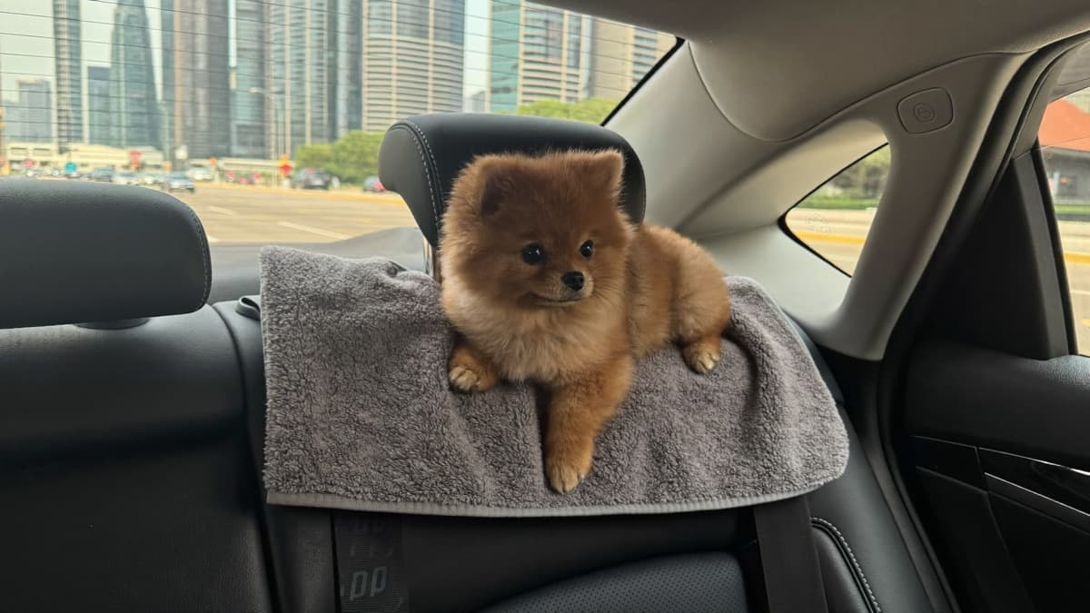 Pet Taxi Singapore: Getting Around With a Dog When You Don't Drive