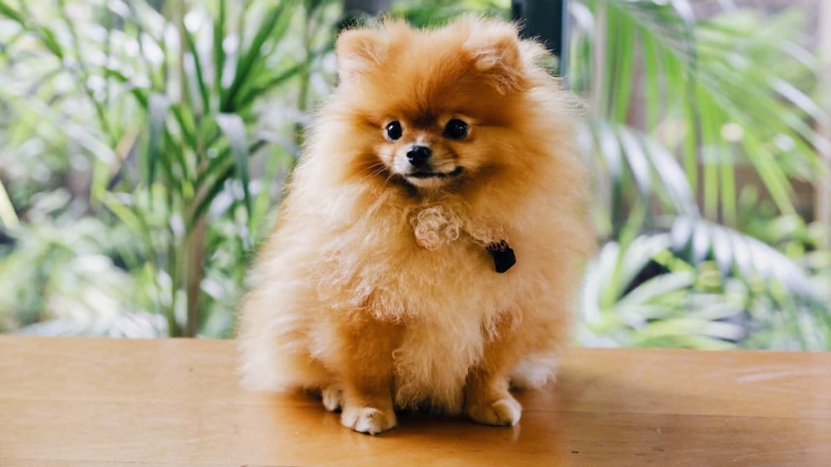 Pomeranian Price in Malaysia (2026): RM3,200 to RM6,000