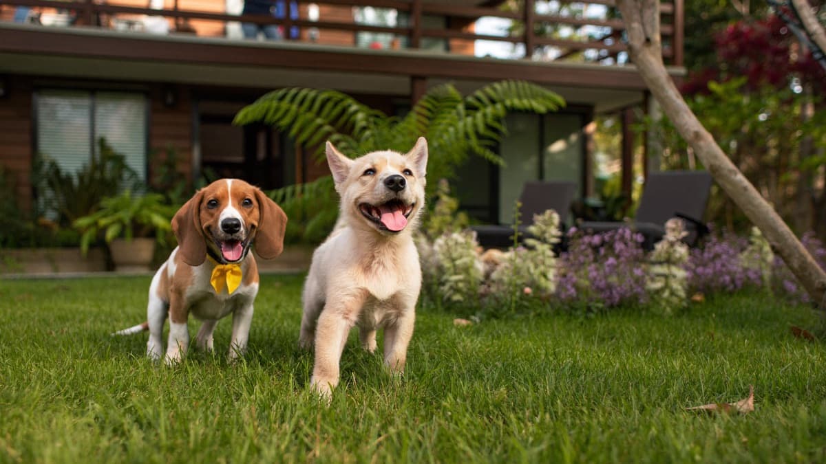 Puppies for Sale in Malaysia: How to Buy Ethically (Prices & Red Flags)
