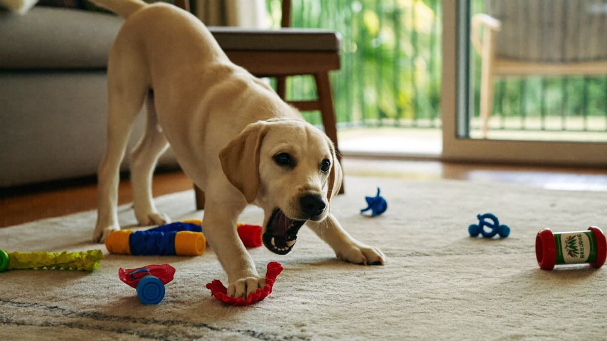 Puppy Teething: Timeline, What's Normal and How to Help