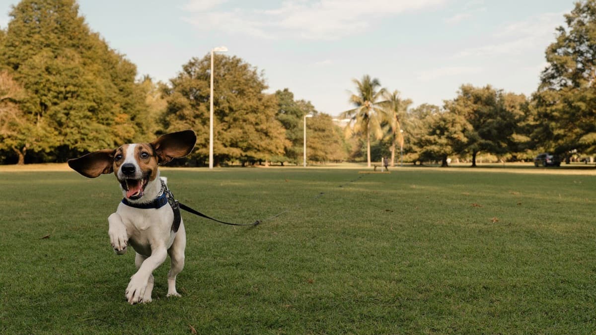 Recall Training for Dogs: How to Teach a Come Cue That Actually Works
