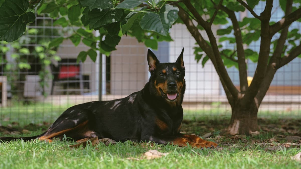 Rottweiler in Malaysia: Banned or Restricted? 2026 Guide