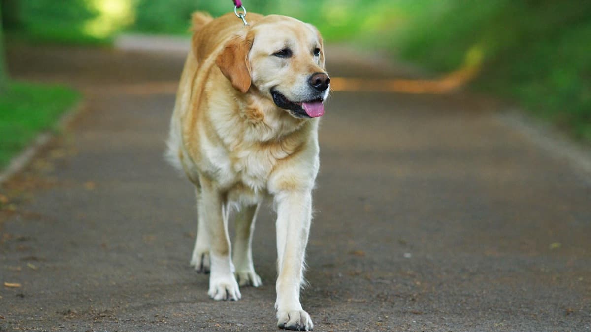 Senior Dog Care: The Complete Checklist for Older Dogs