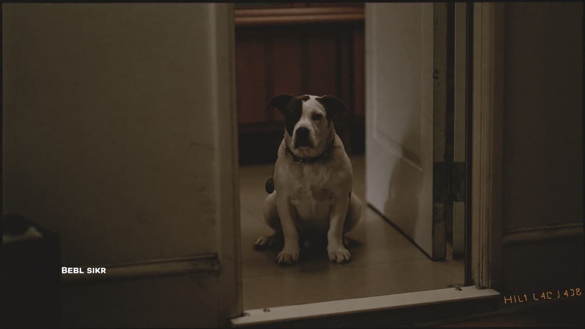 Separation Anxiety in Dogs: Signs, Causes and a Protocol That Works