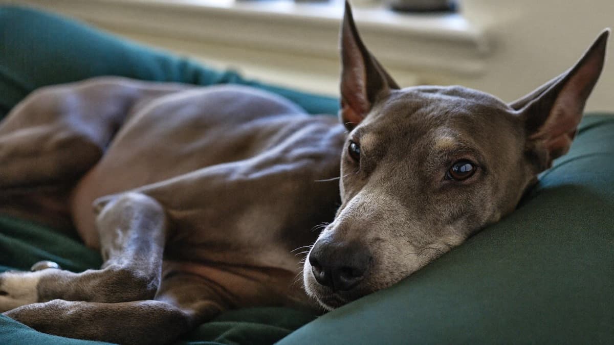 Signs of Arthritis in Dogs: What Owners Miss and What Actually Helps