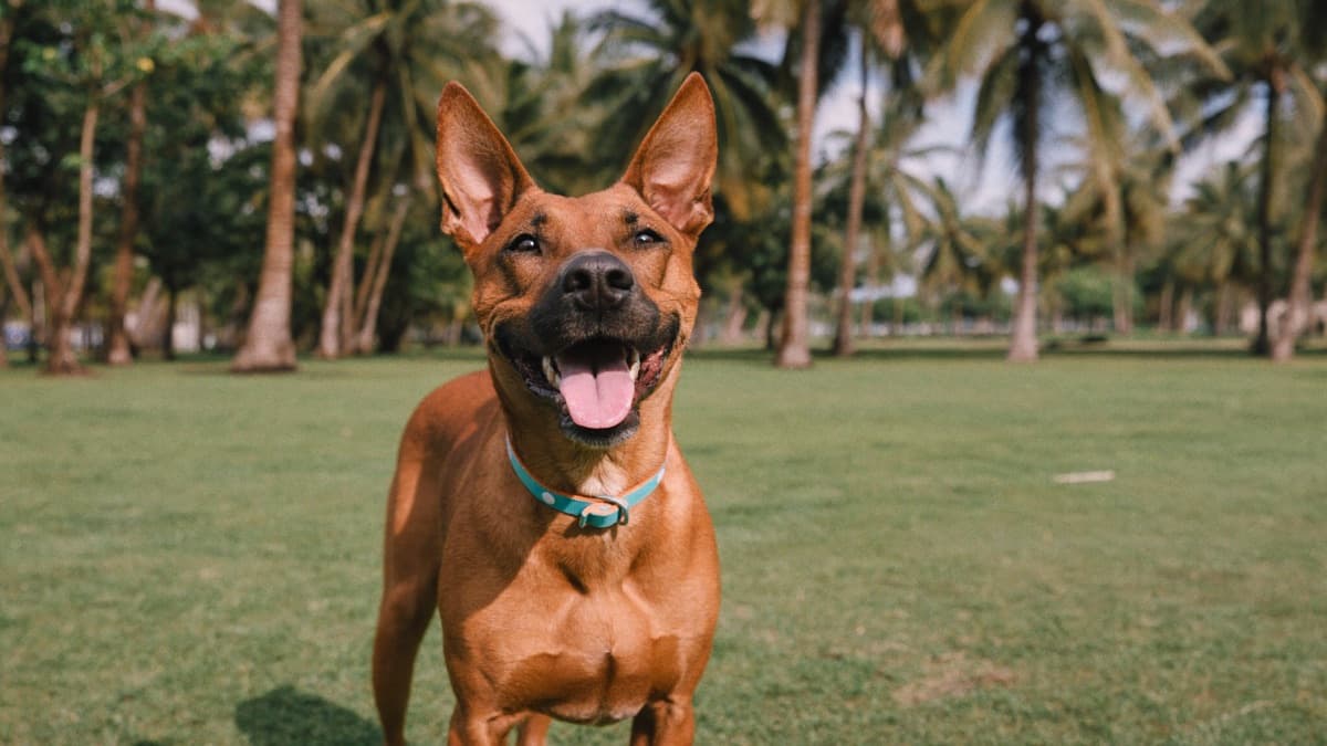 Singapore Special Dogs: The Complete Guide to Adopting a Local Street-Dog Mix
