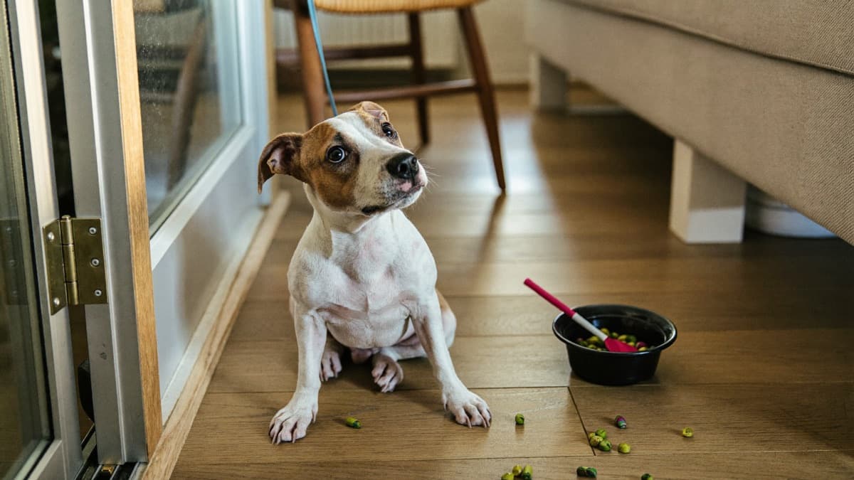 How to Teach a Dog Basic Commands: Sit, Down, Stay and Leave It