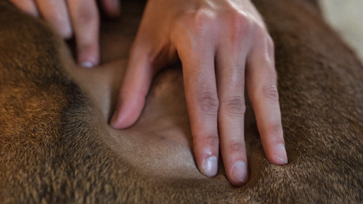 Tick Fever in Dogs: Symptoms, Treatment and Tropical Prevention