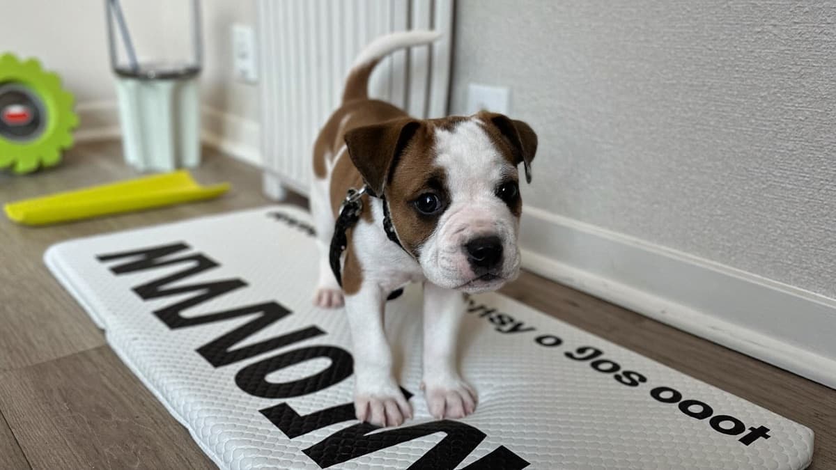 Toilet Training a Dog in an Apartment: Pee Pads, Schedules, and Timelines