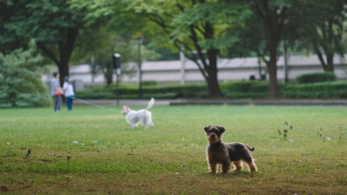 What Is Flooding in Dog Training? Why 'He'll Get Used to It' Backfires