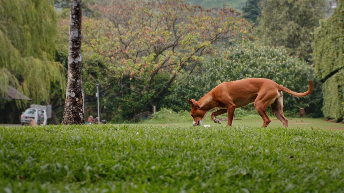 Why Does My Dog Eat Grass? What Vets Actually Say
