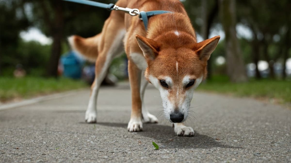 Why Does My Dog Eat Poop? Coprophagia Causes and Fixes