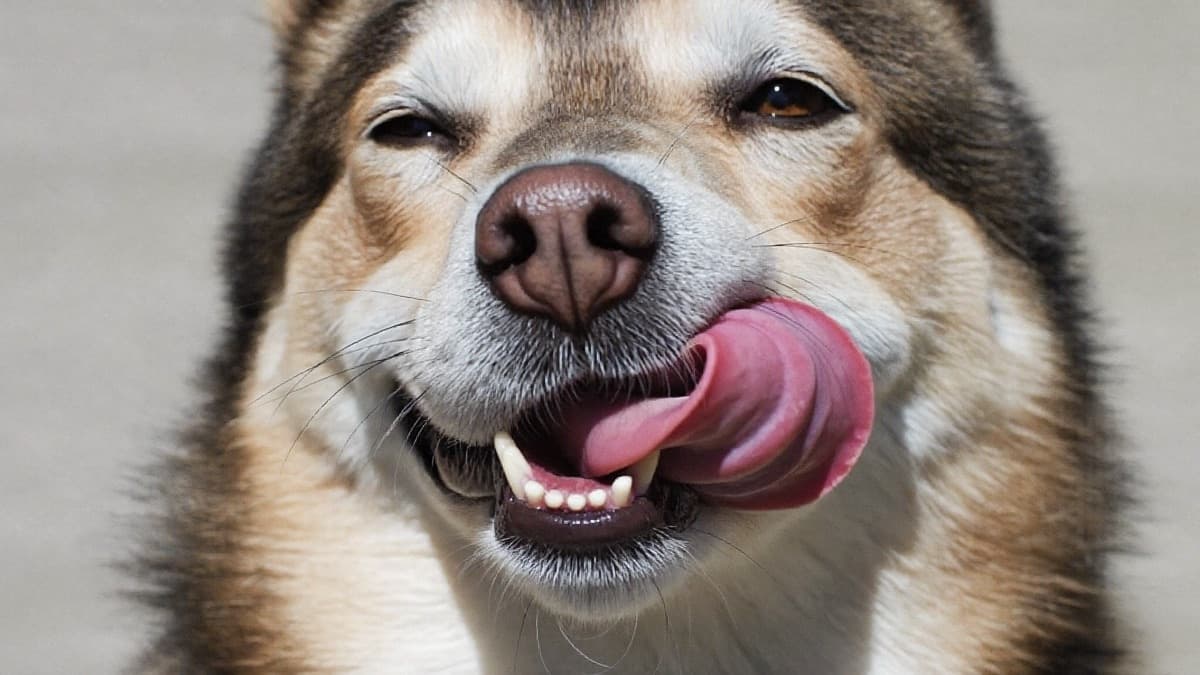 Why Does My Dog Lick Me So Much? What It Means and When to Worry