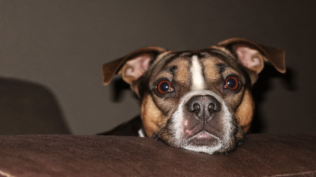 Why Does My Dog Stare at Me? Science of the Dog Gaze