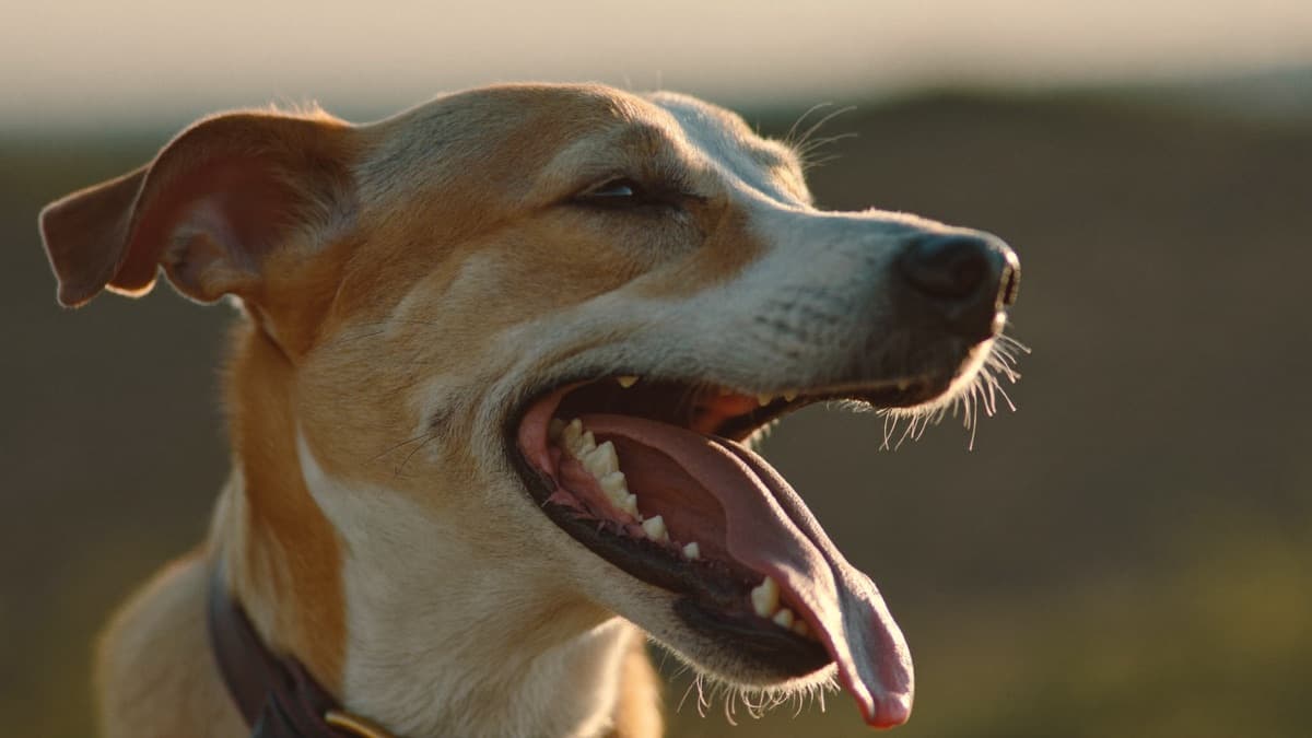 Why Is My Dog Panting So Much? Normal vs Worrying