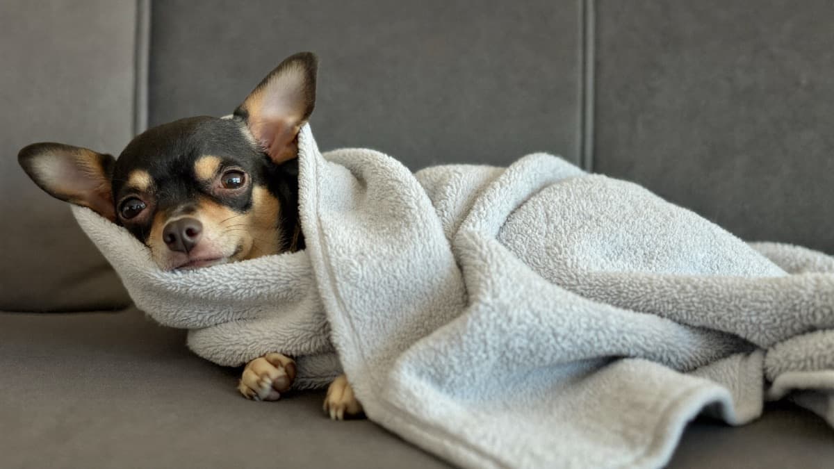 Why Is My Dog Shaking? Harmless vs Urgent Causes