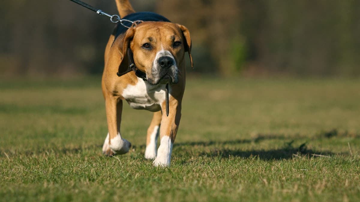 Beagle: Breed Guide, the Nose, the Howl, and Tropical Flat Life
