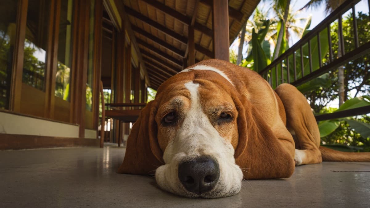Bloodhound: Breed Guide, Temperament, and Life in the Tropics