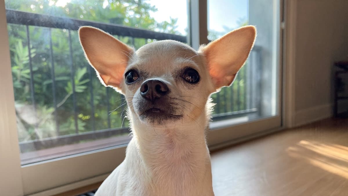 Chihuahua: Breed Guide, Health Risks, and Small-Flat Suitability