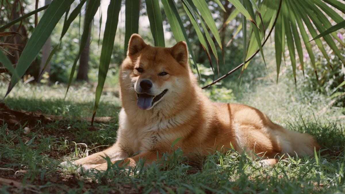 Chow Chow: Breed Guide, Temperament, and Life in the Tropics