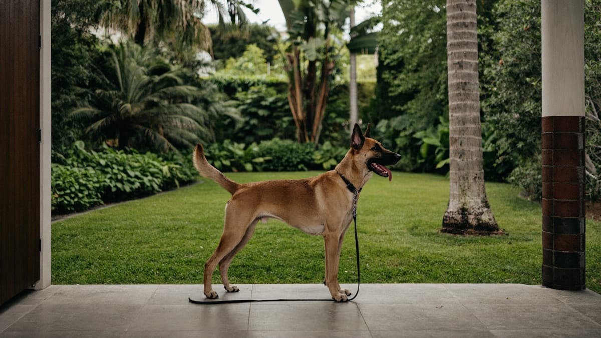 German Shepherd: Breed Guide, Health Testing, and Scheduled-Dog Rules in Singapore