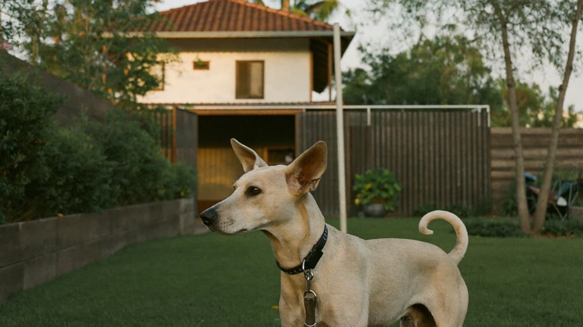 Kampung Dog (Malaysian Mongrel): Adopt From RM100 (2026)