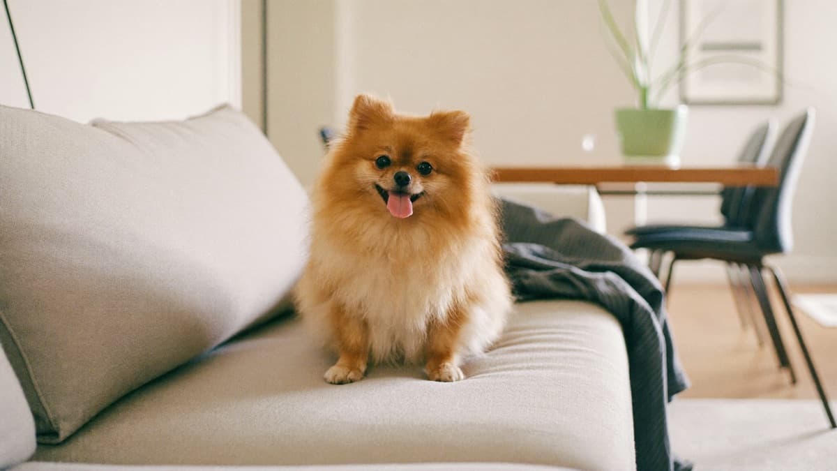 Pomeranian: Breed Guide, Health Risks, and Life in an HDB Flat