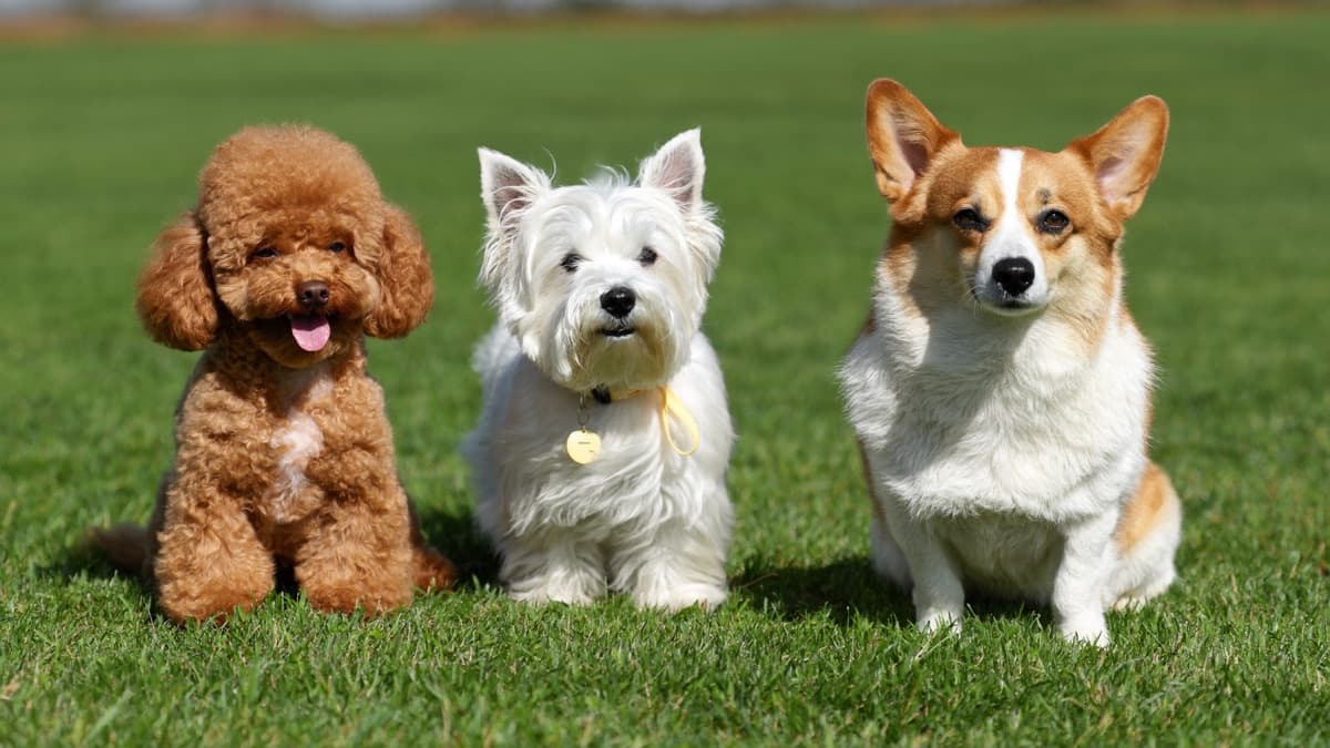 Common Dog Breeds in Malaysia & Singapore: 2026 Ranking