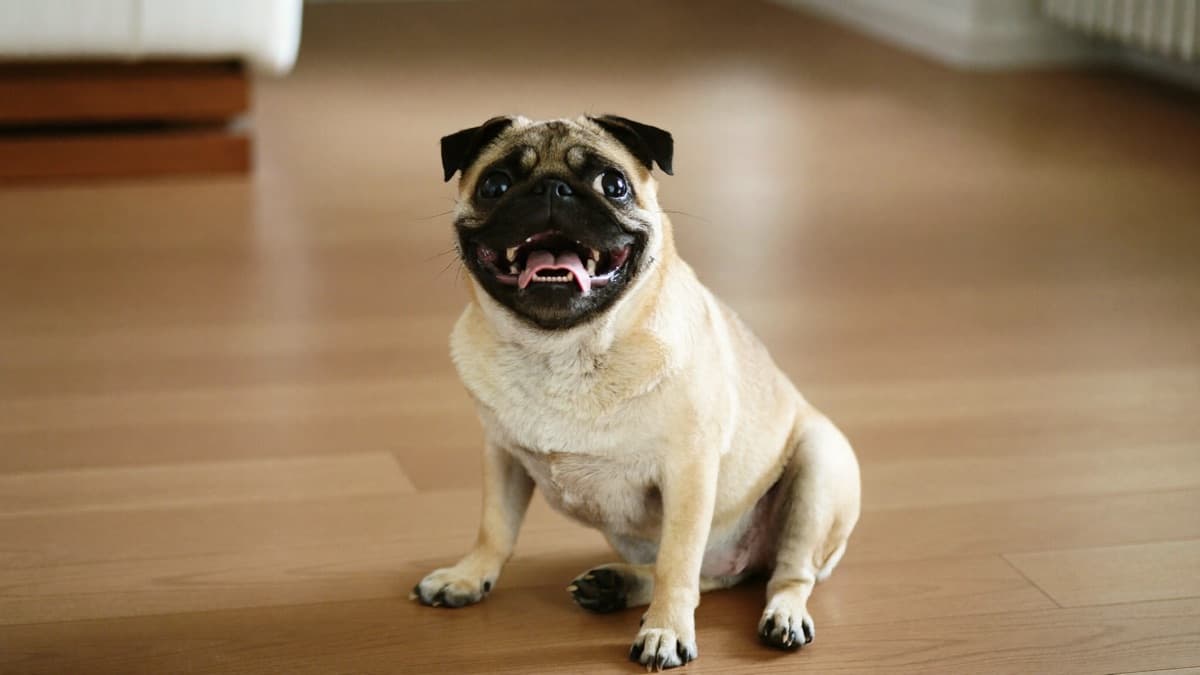 Pug: Breed Guide, Heat Management, and Flat Life in Singapore & Malaysia