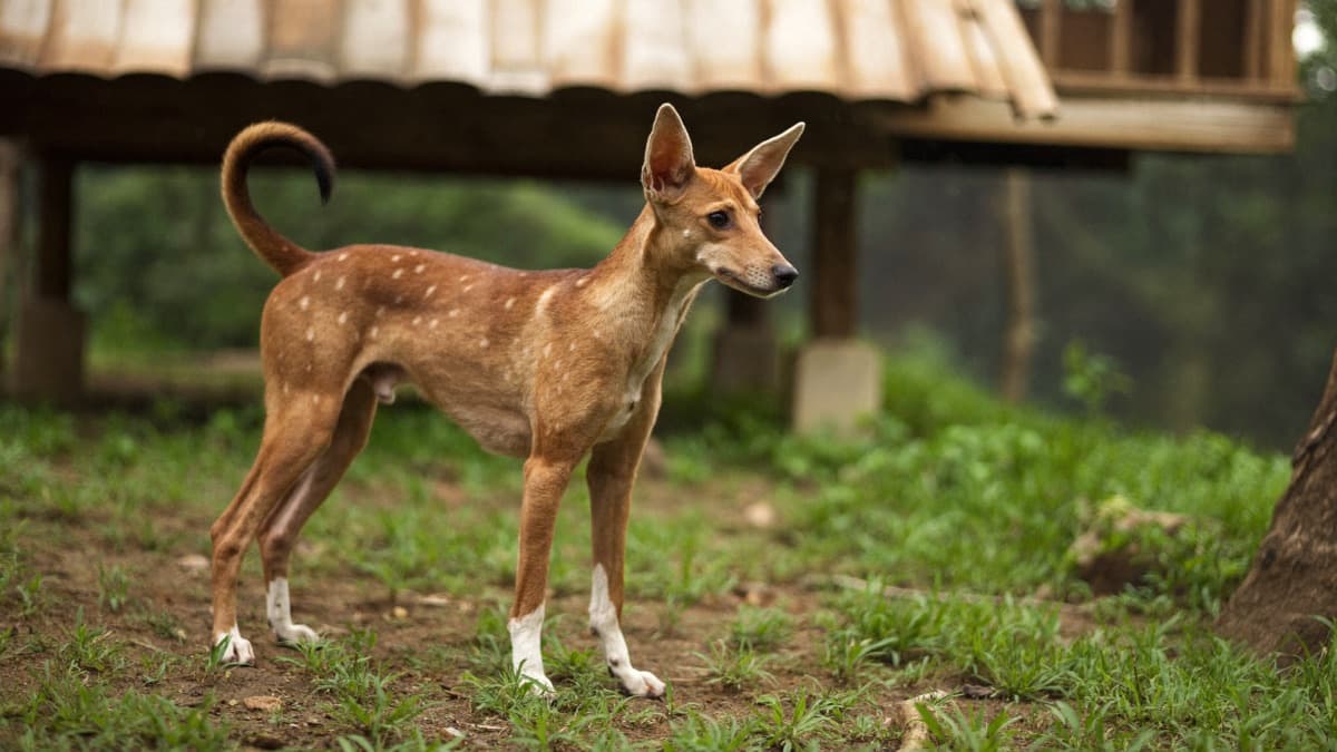 Telomian Dog: Malaysia's Native Climbing Breed Explained
