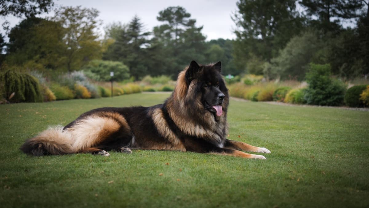 Tibetan Mastiff: Breed Guide, Temperament, and Life in the Tropics