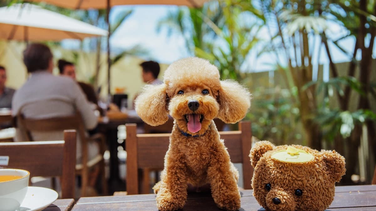 Toy Poodle: Breed Guide, Grooming Load, and HDB Life in Singapore & Malaysia