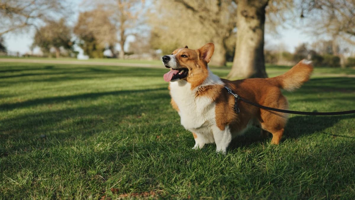 Pembroke Welsh Corgi in Singapore & Malaysia: Backs, Shedding, and Housing Rules