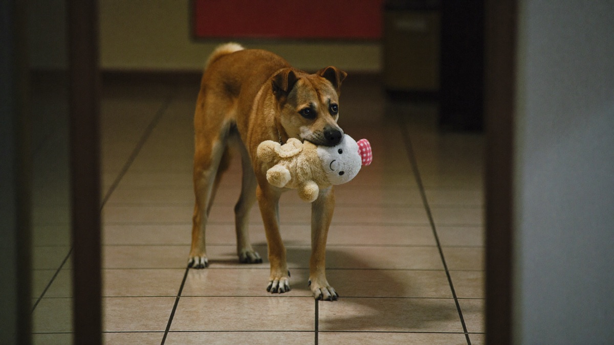 A toy in the mouth at the door beats a wrist in the mouth every time