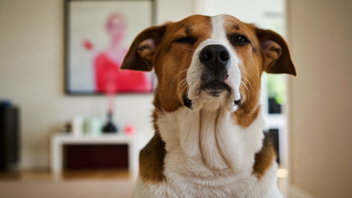 An assessed adult rescue dog answers the unknowns a puppy can't