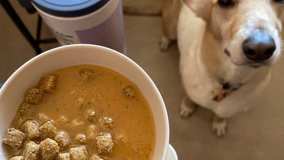 Soak kibble in warm water or broth if teeth are sore — a comfortable eater keeps condition