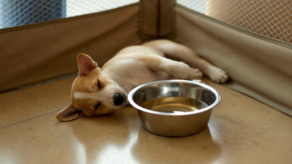 Several small meals a day, in a quiet corner, suit a puppy's walnut-sized stomach