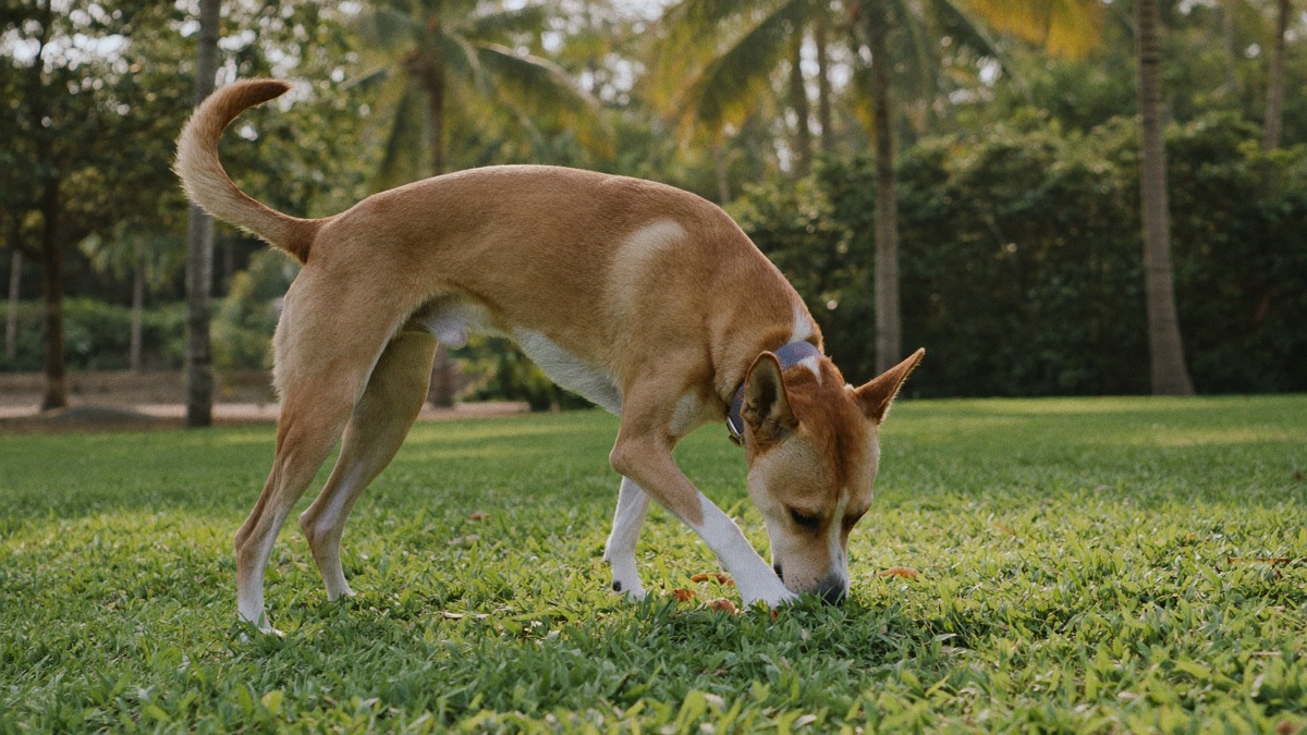 Sniffing games in the grass: head down, tail loose, choices everywhere