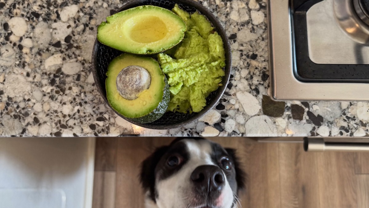 Guacamole hides onion and garlic — keep the bowl out of reach