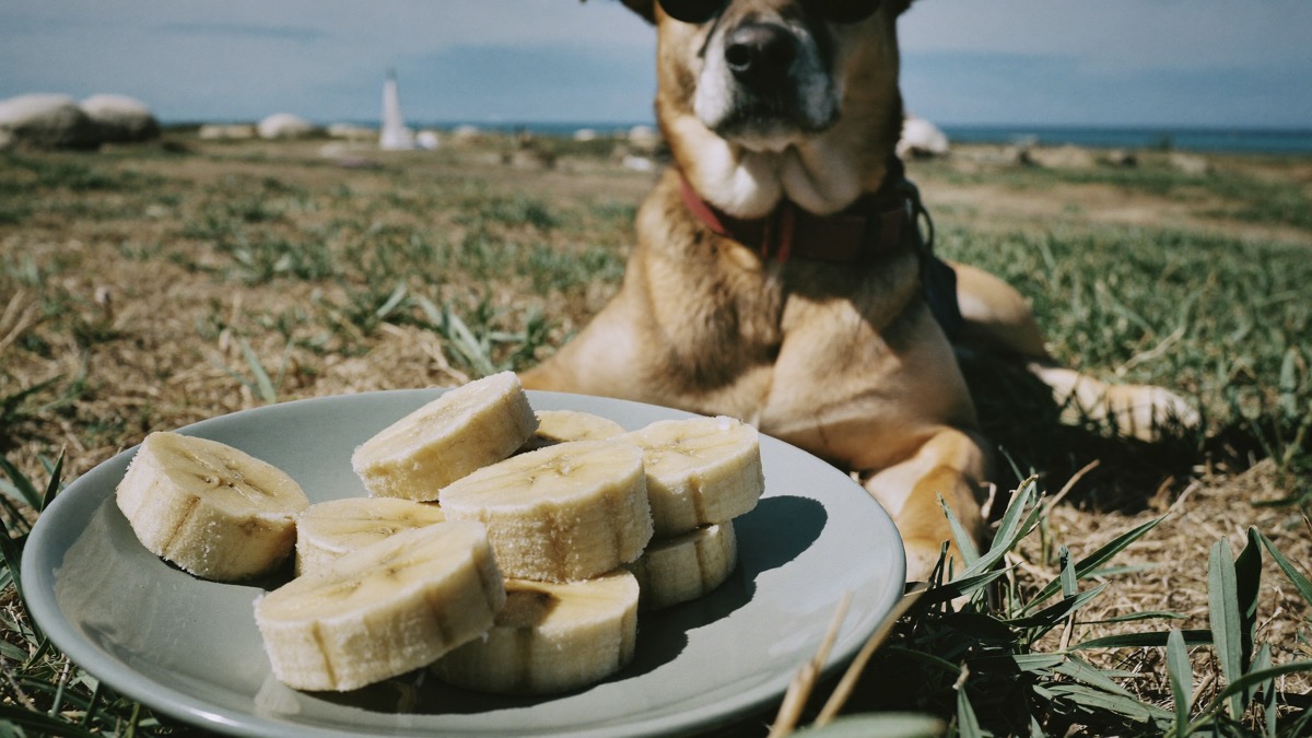 Frozen banana slices make a welcome cool-down in the heat