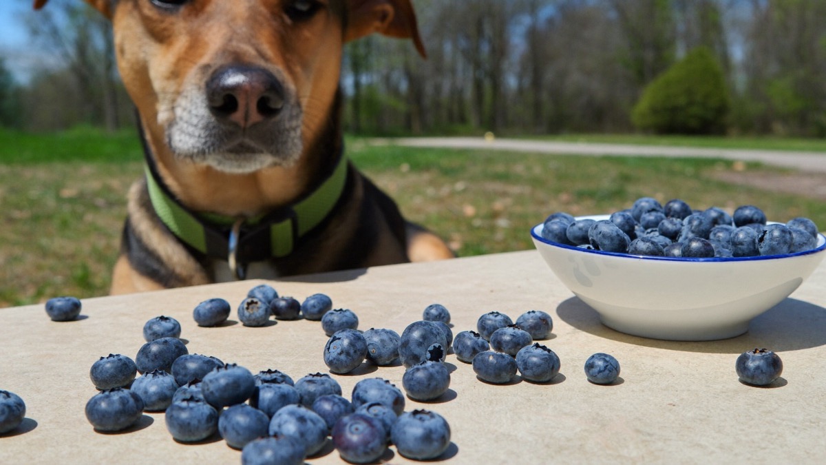 Frozen blueberries are a brilliant hot-afternoon treat — thaw them for small dogs
